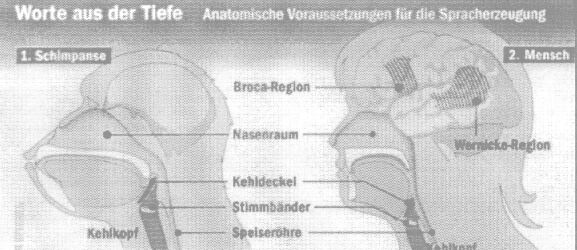 Vergleich von Schimpanse und Mensch